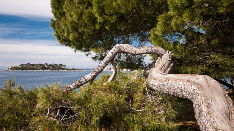 Eco-Friendly Travel in Istria